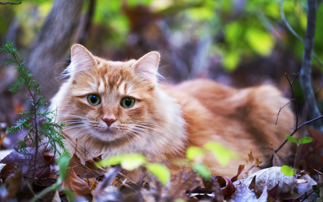 Обои картинки фото животные, коты, листва