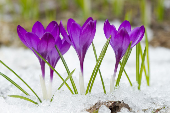 Обои картинки фото цветы, крокусы, снег
