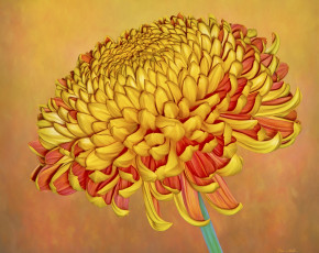 Картинка цветы хризантемы рыжий