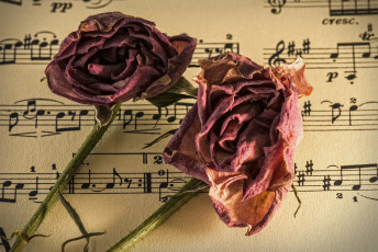 Картинка музыка -другое ноты цветы