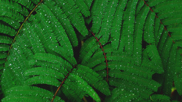 Картинка природа листья зелень листьев после додждя мимоза капли воды листочки листва