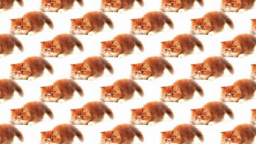 Картинка разное текстуры фон текстура котёнок пушистик рыжик