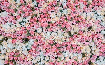 Картинка цветы розы бутоны розовые roses pink фон bud flowers