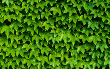 Картинка природа листья зелень