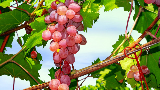 Обои картинки фото природа, ягоды,  виноград, гроздь