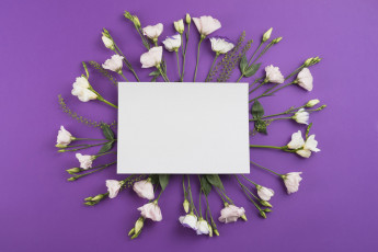 Картинка цветы эустома лиловый фон белая бумага