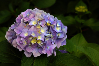 Картинка цветы гортензия лиловая соцветие