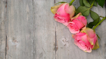Картинка цветы розы трио бутоны розовые