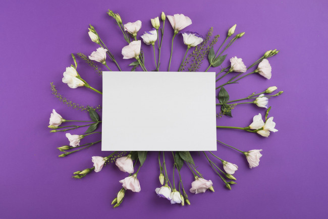 Обои картинки фото цветы, эустома, лиловый, фон, белая, бумага