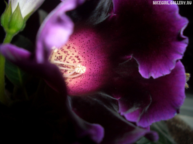 Обои картинки фото цветы, глоксиния, синнингия