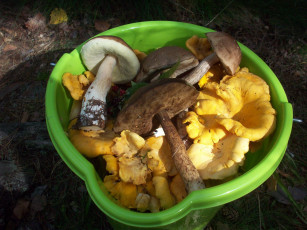 Картинка дары леса лангстини латвия еда грибы грибные блюда