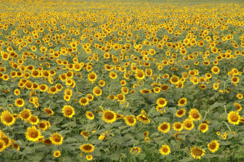 Картинка цветы подсолнухи поле жёлтый