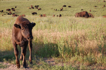 Картинка животные зубры бизоны луг трава
