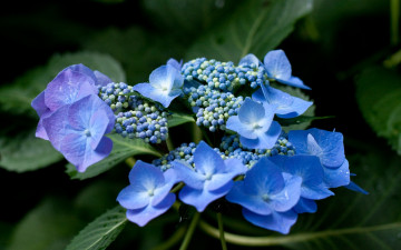 Картинка цветы гортензия синий
