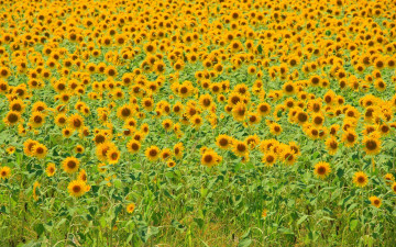 Картинка цветы подсолнухи жёлтый поле