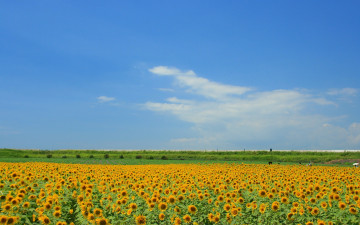 Картинка цветы подсолнухи жёлтый поле небо облака