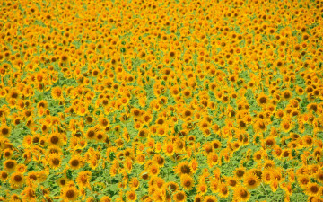 Картинка цветы подсолнухи жёлтый поле урожай