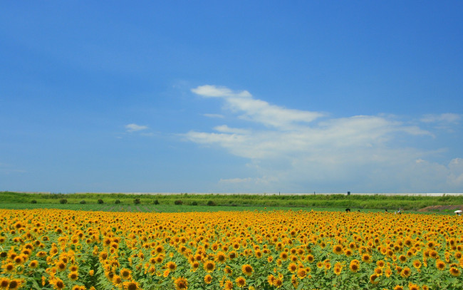 Обои картинки фото цветы, подсолнухи, жёлтый, поле, небо, облака