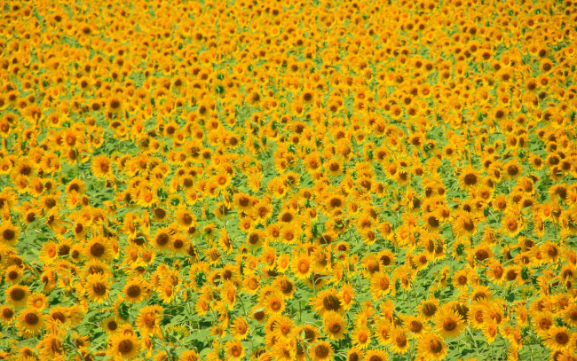 Обои картинки фото цветы, подсолнухи, жёлтый, поле, урожай