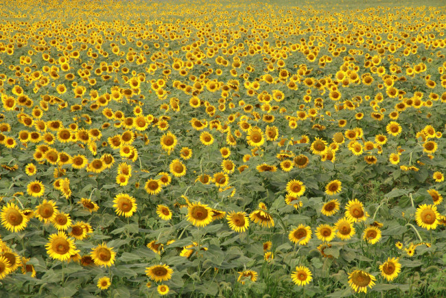 Обои картинки фото цветы, подсолнухи, поле, жёлтый