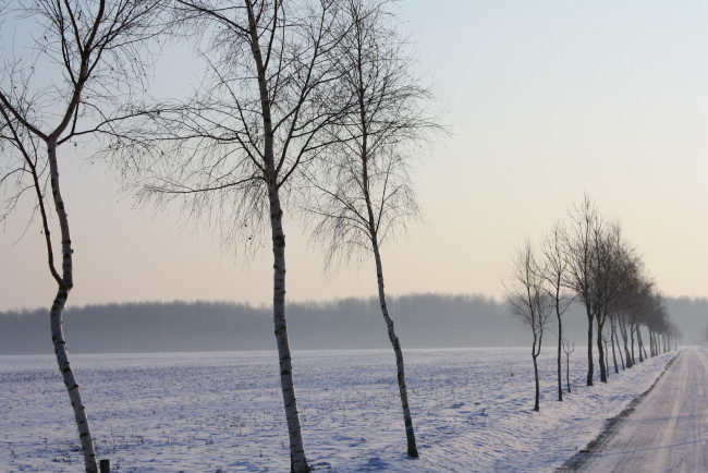 Обои картинки фото природа, деревья, снег