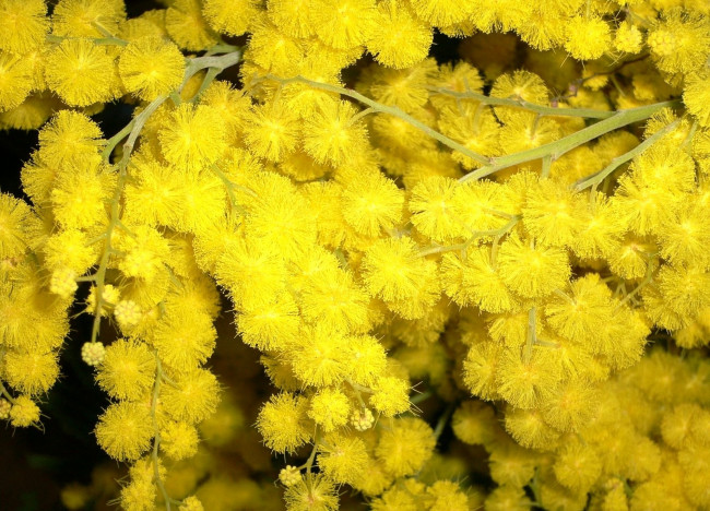 Обои картинки фото цветы, мимоза, яркий, пушистый, желтый