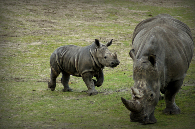 Обои картинки фото животные, носороги, мама, малыш, рог