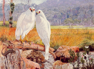 Картинка рисованное животные +птицы камни птицы пара лес трава ручей ящерица ветка ястребы хищники