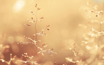 Картинка природа макро трава растения колоски роса капли блики свет цвет золотой стебли
