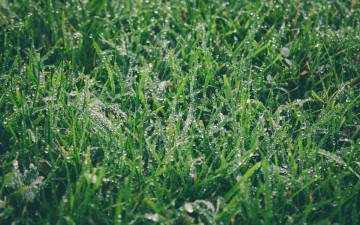 Картинка природа макро зеленая зелень роса капли трава