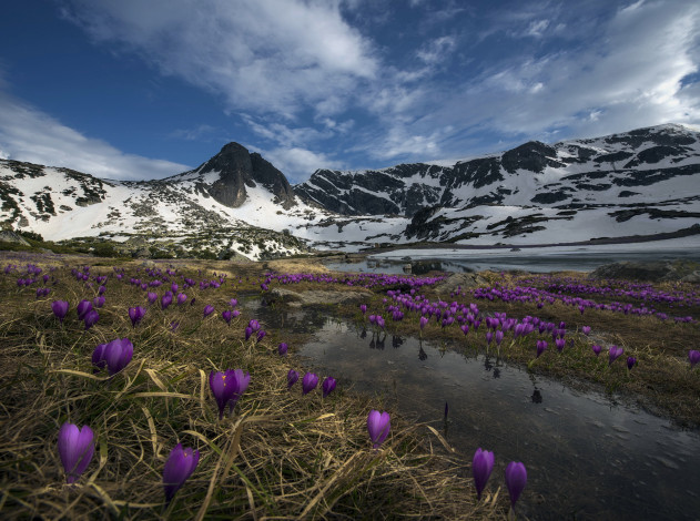 Обои картинки фото природа, горы, снег, цветы
