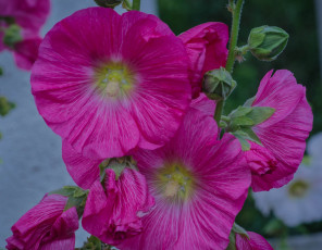 Картинка цветы мальвы розовые