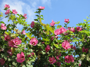 Картинка цветы гибискусы розовые куст