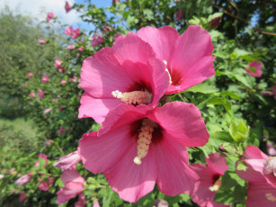 Картинка цветы гибискусы розовые куст