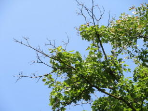 Картинка природа деревья ветки небо