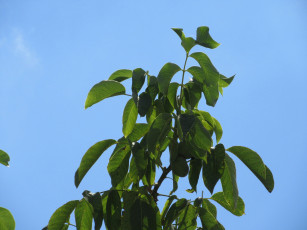 Картинка природа листья ореховые