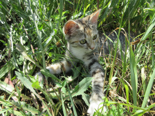 Картинка животные коты кошка трава