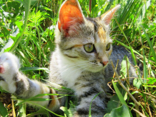 Картинка животные коты трава кошка