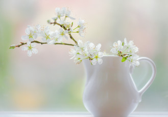 Картинка цветы цветущие+деревья+ +кустарники окно ваза цветущая ветка