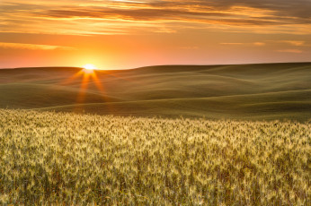 Картинка природа восходы закаты пшеница