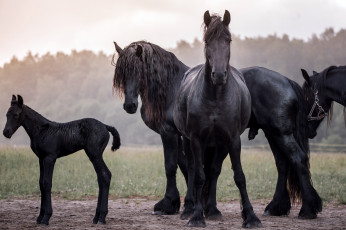 Картинка животные лошади handsome animal horse красавцы животное