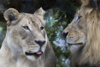 Картинка животные львы зоопарк лев пара львица