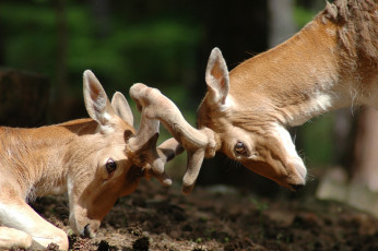 Картинка животные олени рога пара