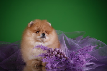 Картинка животные собаки цветы фон малыш щенок ткань боке