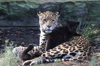обоя животные, Ягуары, зоопарк, природа, ягуар, мама, малыш