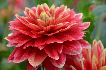Картинка цветы георгины флора август красота капли дождь россия питер лето