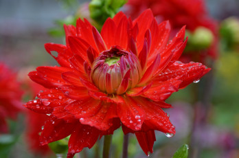 Картинка цветы георгины питер лето капли флора август дождь россия красота
