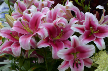 Картинка цветы лилии +лилейники август россия флора питер красота лето