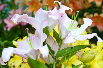 Картинка цветы лилии +лилейники розовая лепестки цветки ветка цветение тычинки