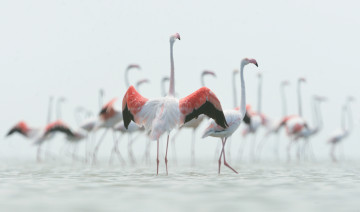 Картинка животные фламинго перья птица окрас